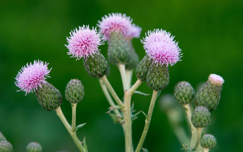 Canada thistle