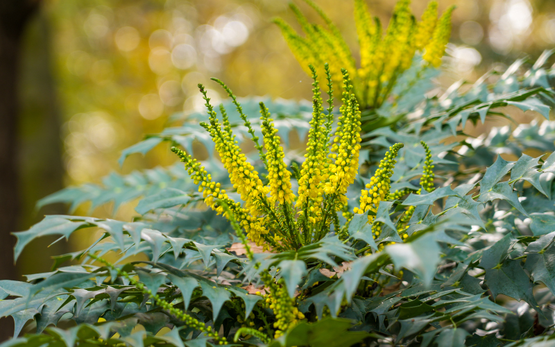 Mahonia