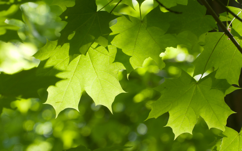 Maple