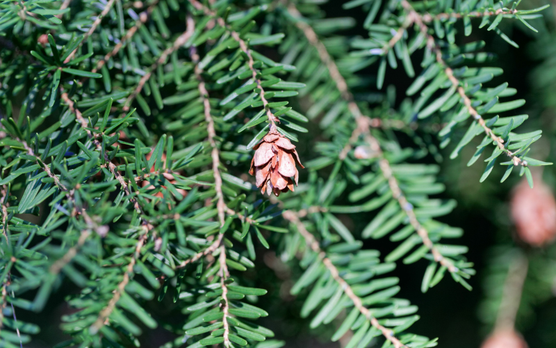 Western hemlock