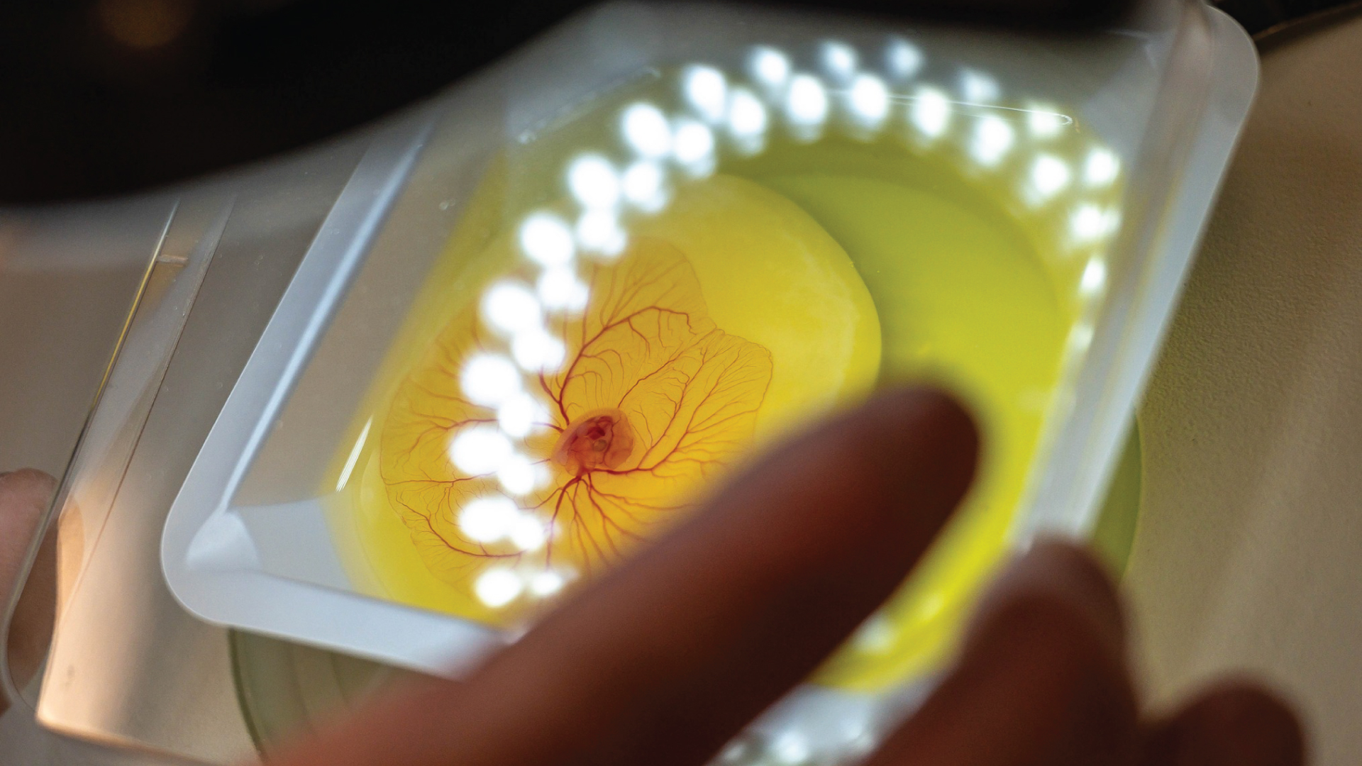 Closeup of egg yolk