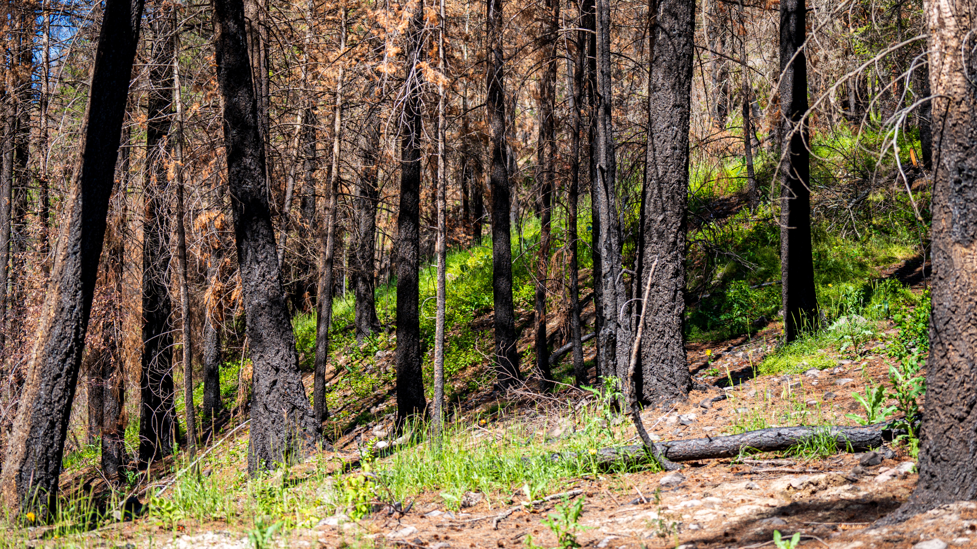 Forest with burnt trees