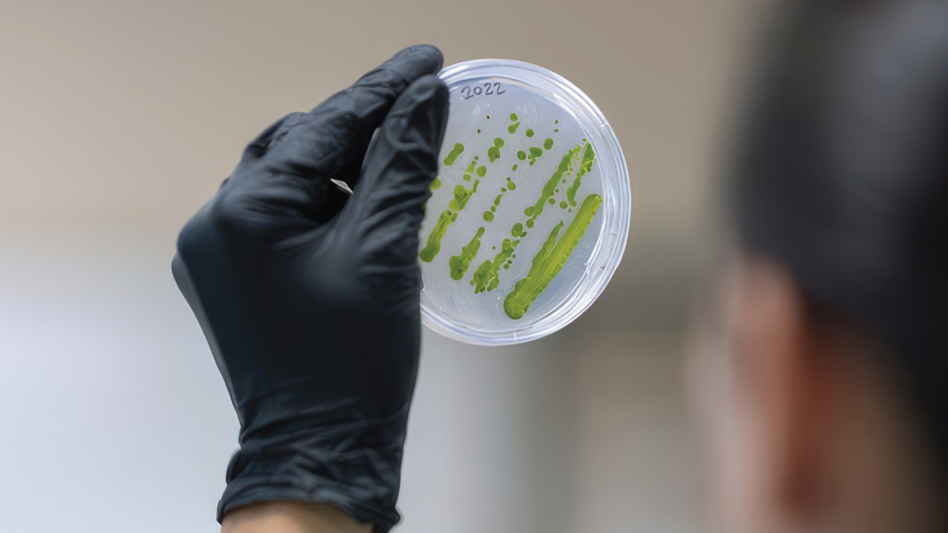 Gloved hand holding petri dish with green streaks inside