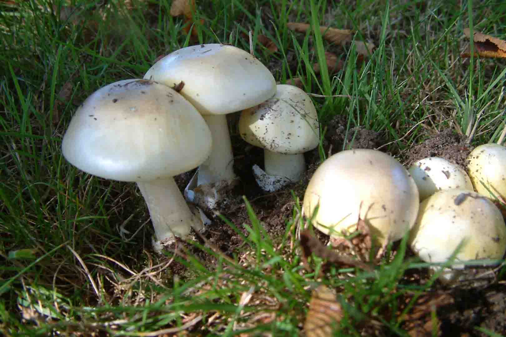 Mushrooms on ground