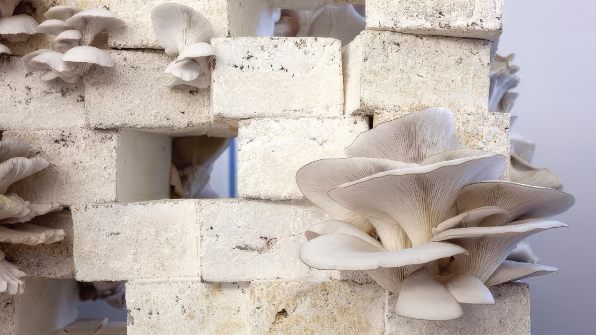 Mushrooms growing from white brick forms