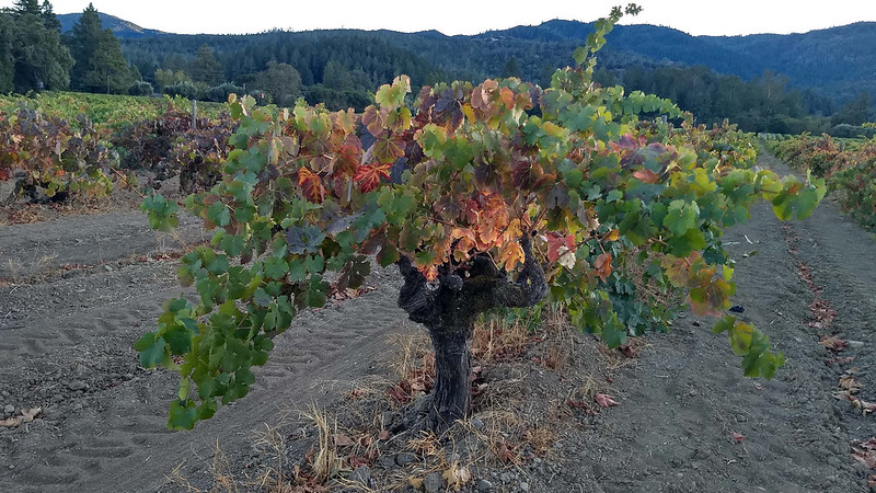 Vineyard with dry soil and leaves turning brown 
