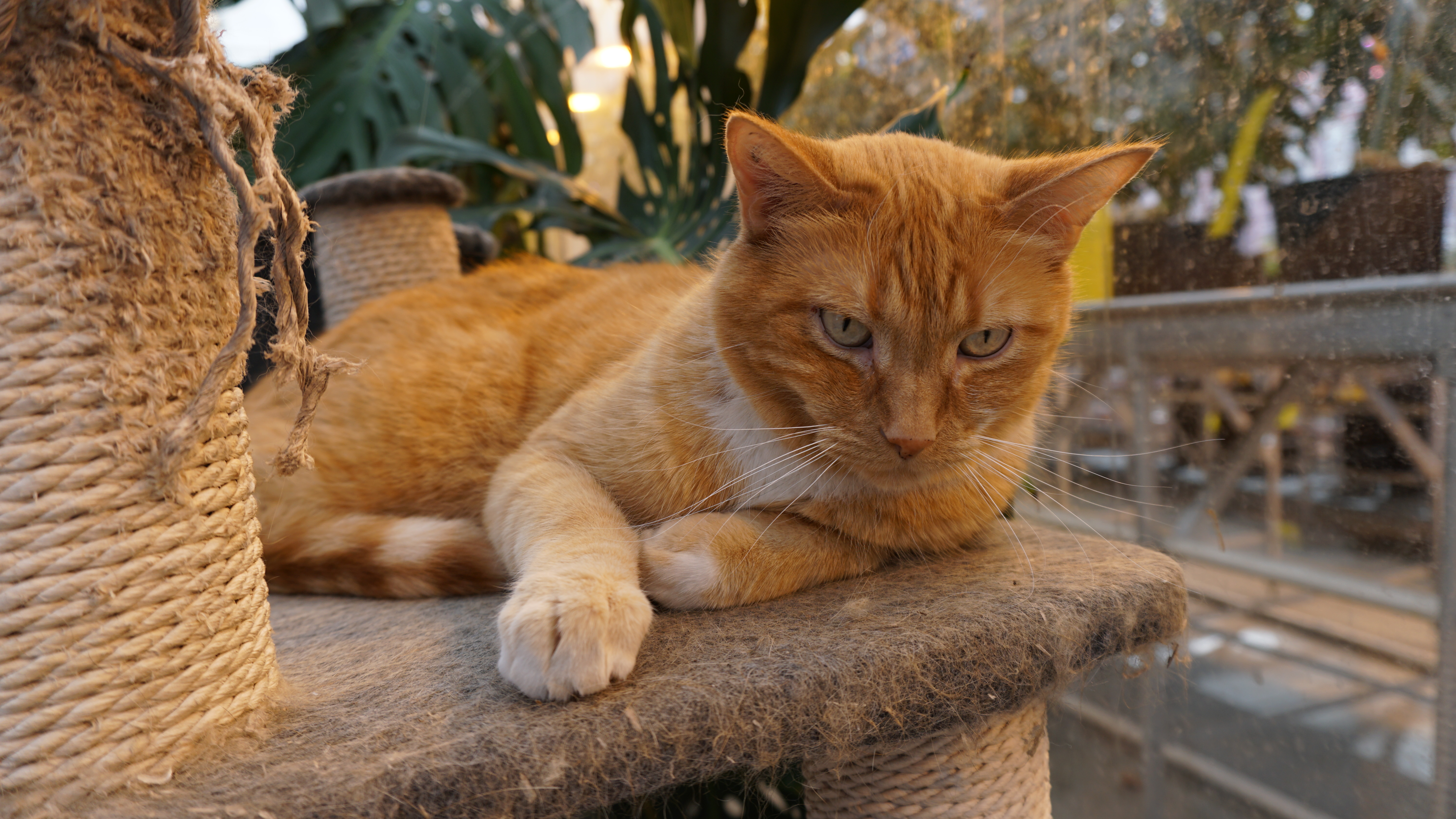 Charlie, a male ginger tabby