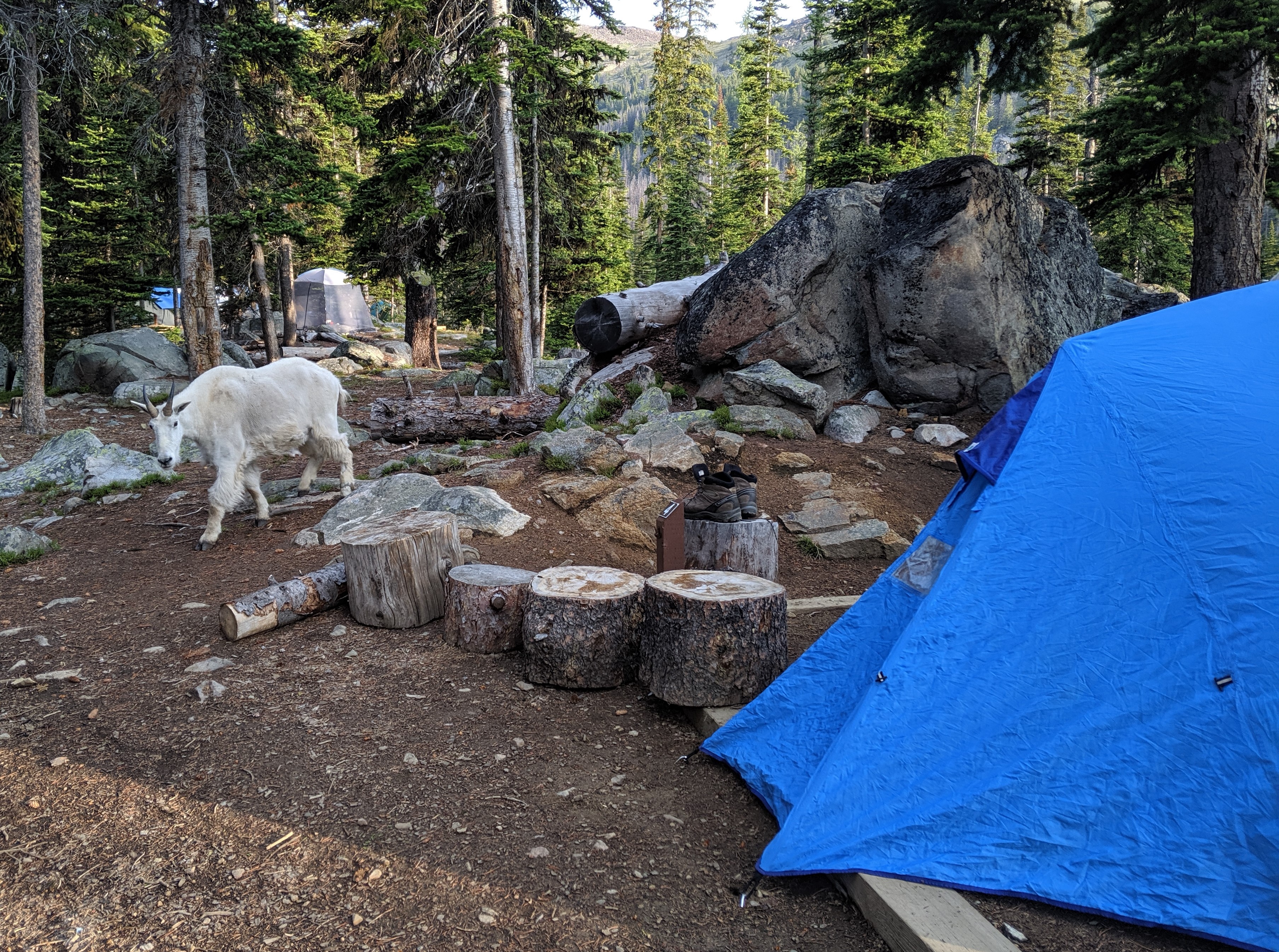Mountain goat near a campsite