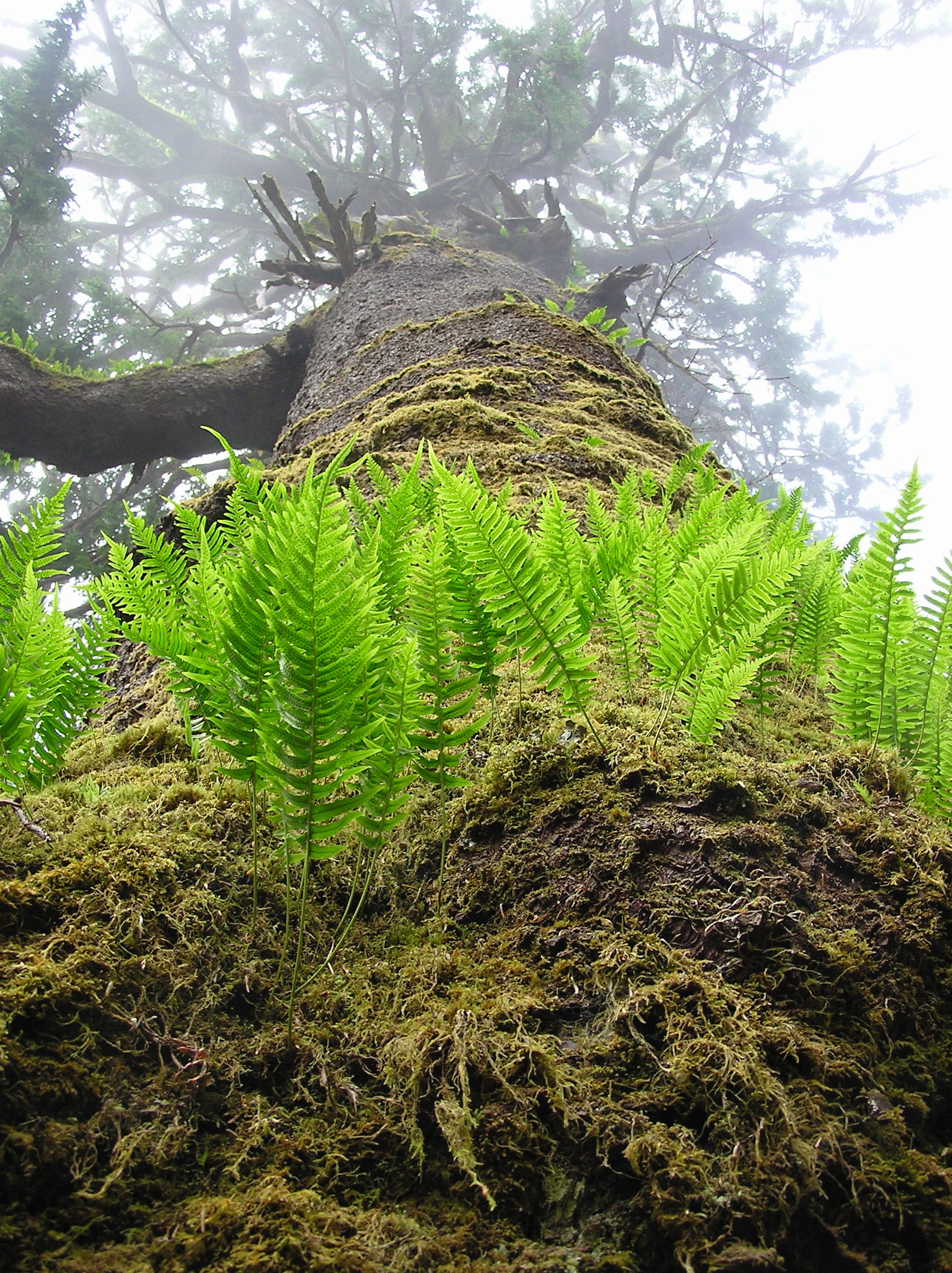 A photo that looks up at the trunk of a tree.  There are bright green ferns, moss, and branches wreathed in grey.