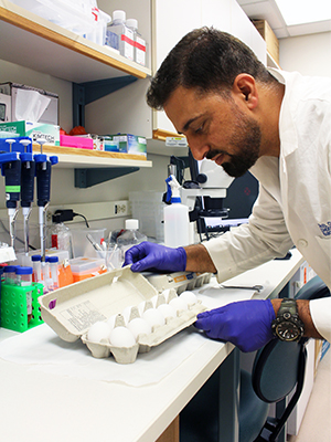 Tariq Bhat looks at a carton of eggs in the lab
