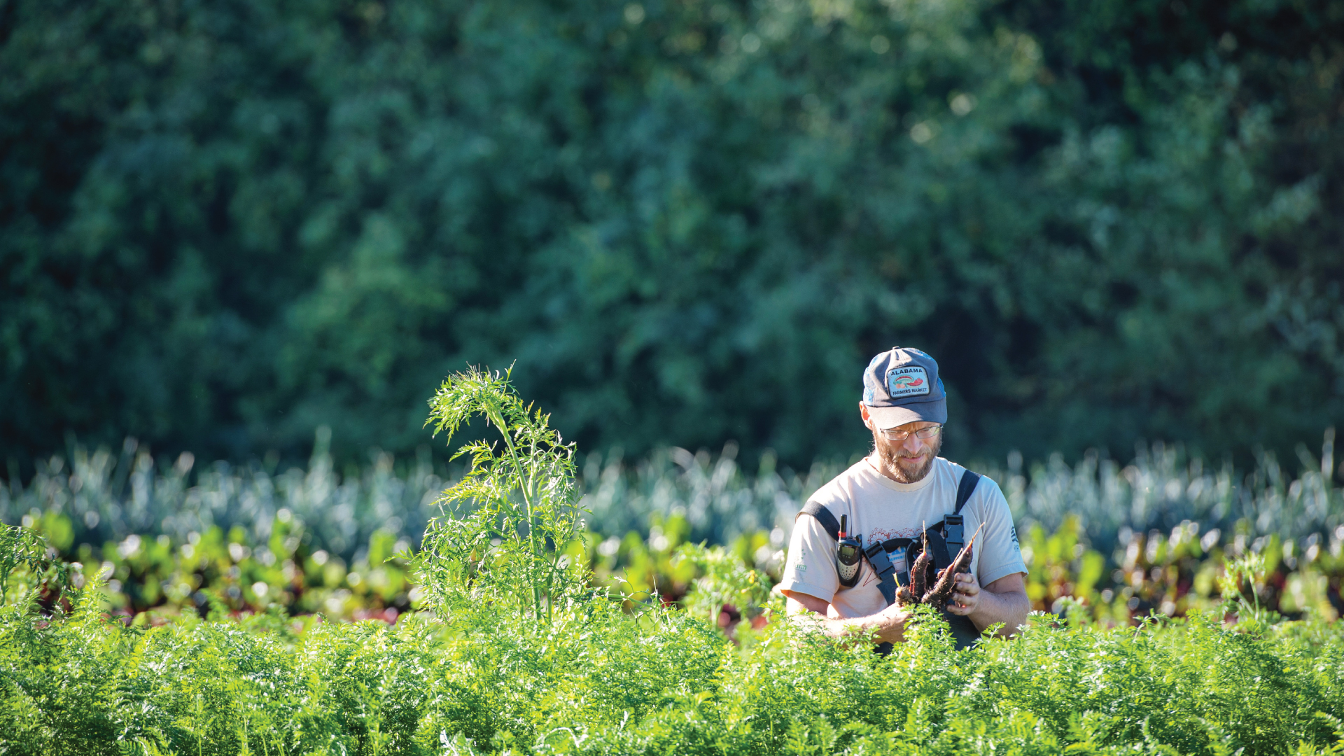 A person harvest roots on a farm; the bottom half of their body is hidden by green crops