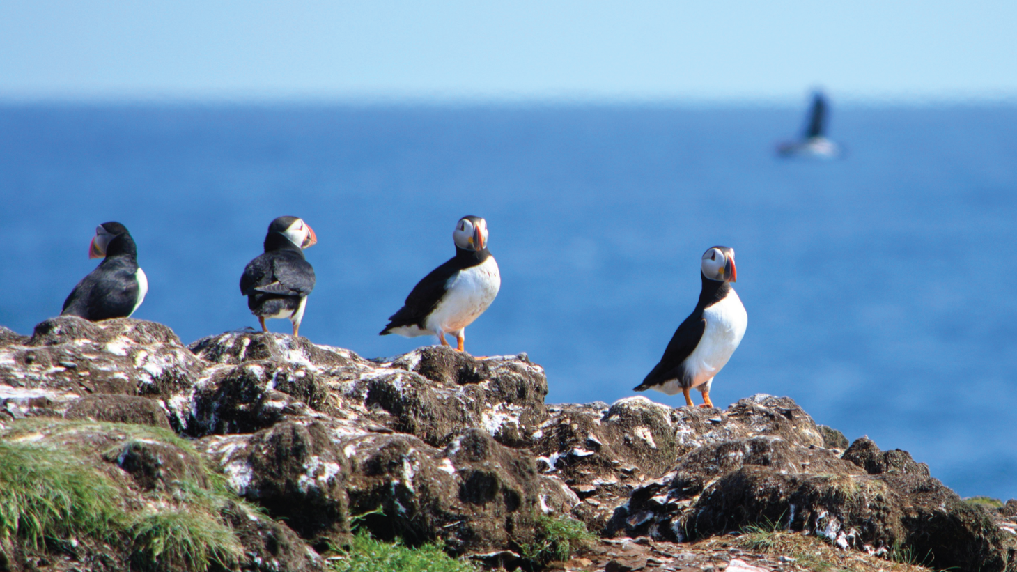 Four puffins stand on a cliff overlooking the ocean
