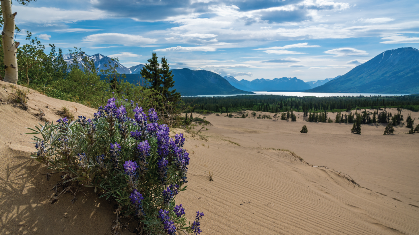A sandy desert with evergreen forest, mountains, and a lake in the background