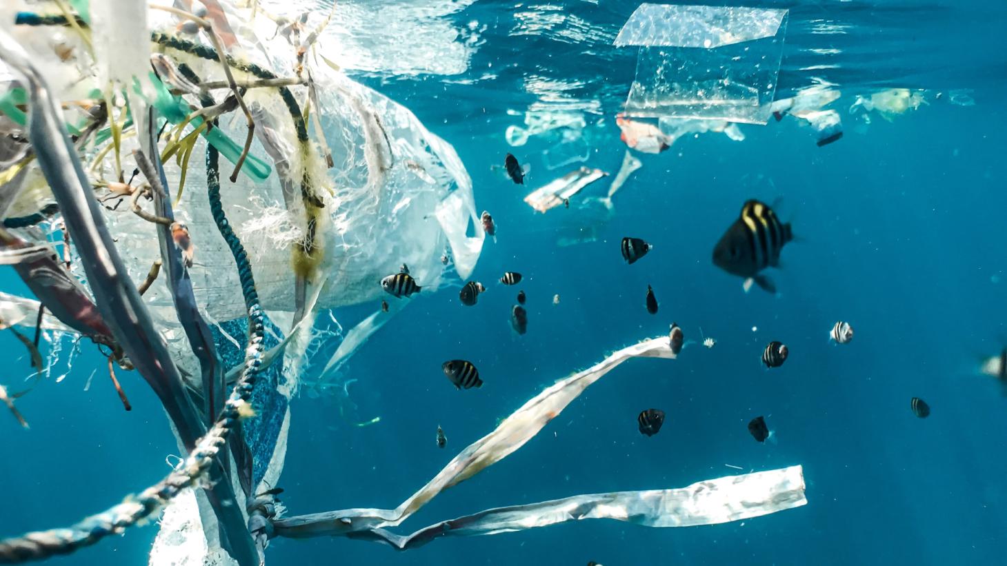 Fish swimming amidst plastic waste in the ocean