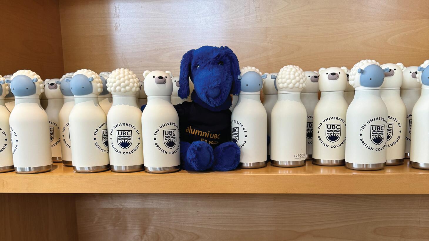 Blue sits on a shelf tucked between UBC-branded water bottles