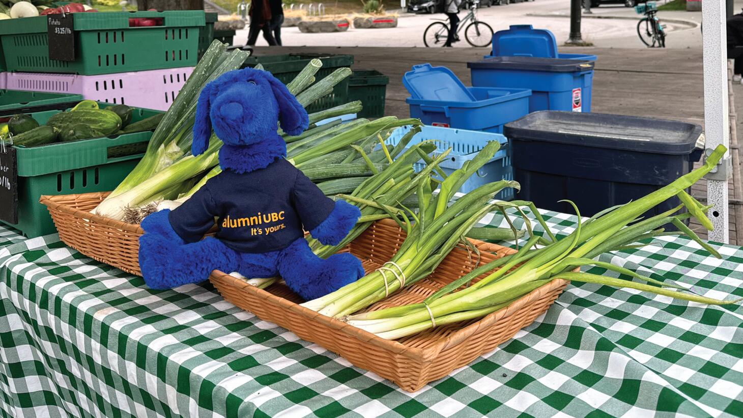 Blue sits in a box of leeks at the farmers market