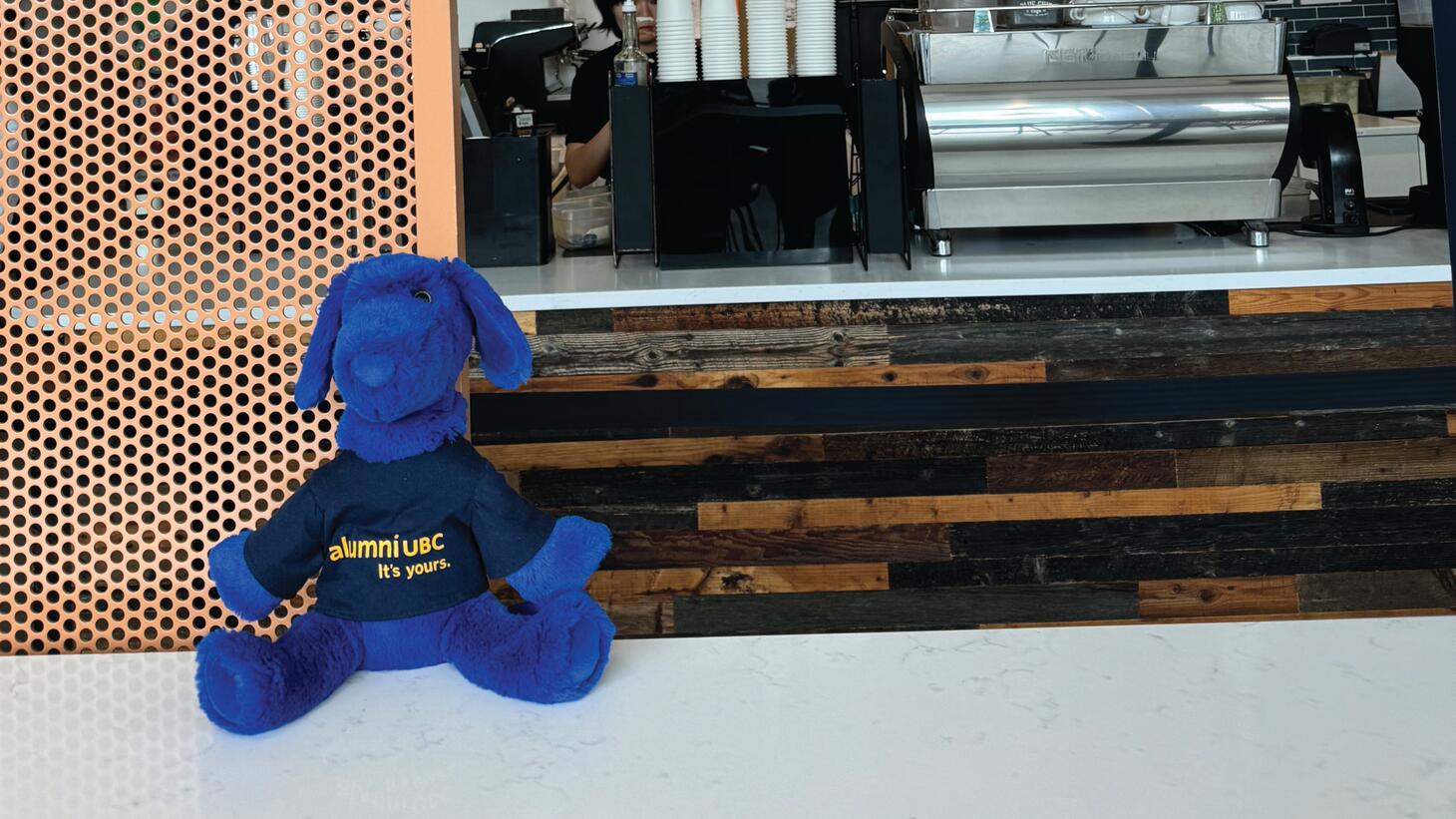 Blue sits in front of a cafe