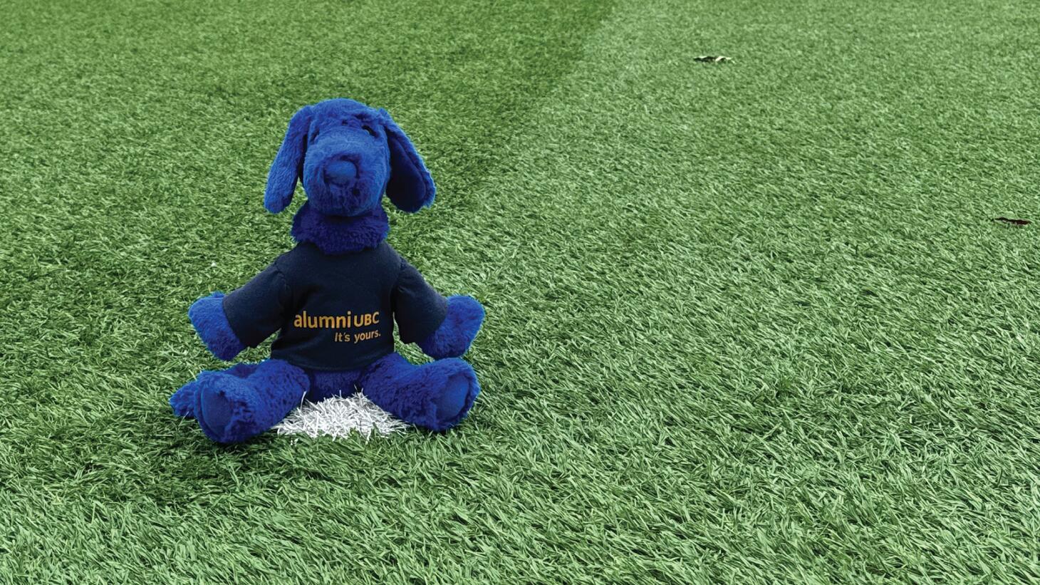 Blue sits on a turf field