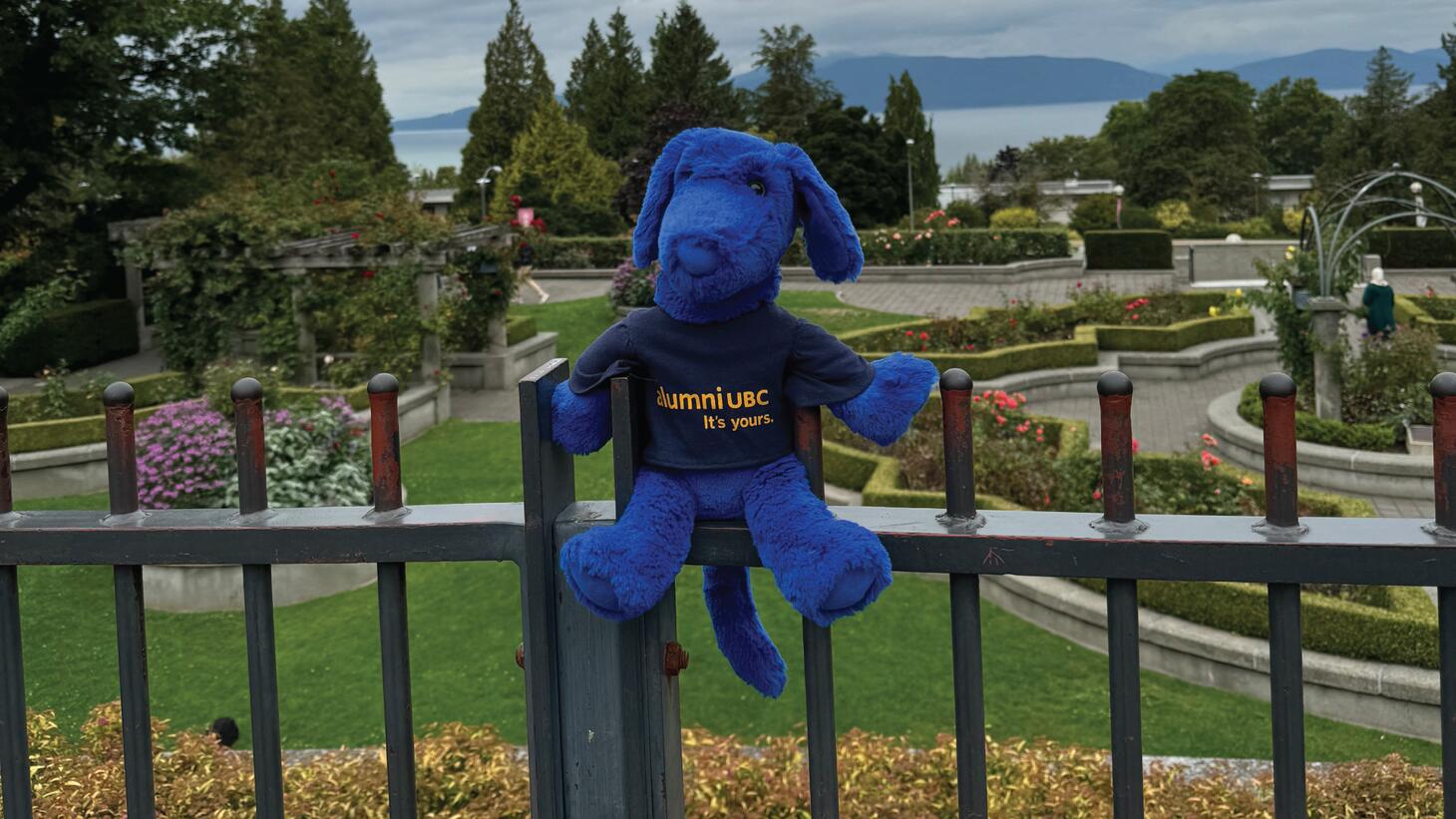 Blue sits on a fence overlooking a garden