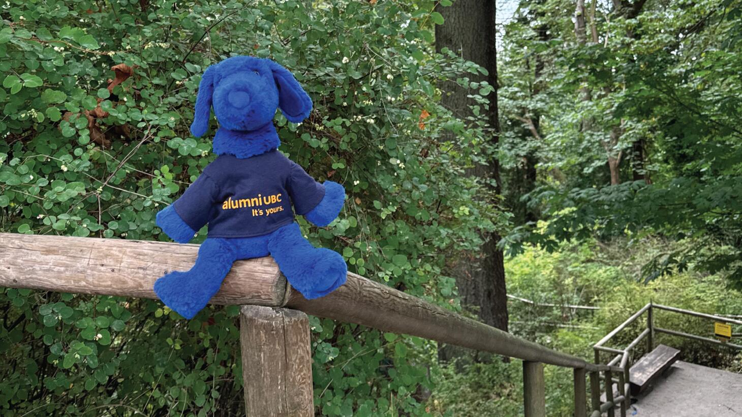 Blue perches on the railing of wooden stairs descending down through trees