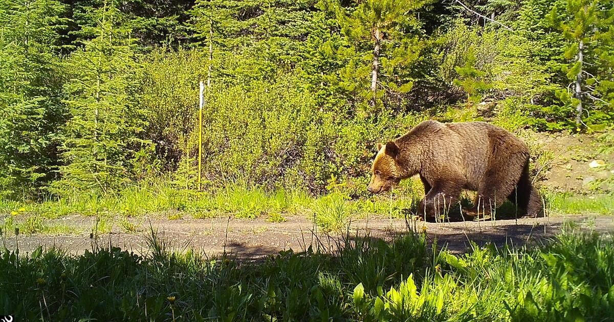 Global map of animal movement could help protect biodiversity | UBC ...