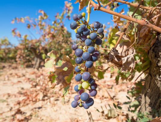 Grapes on a vine in a dried-out vineyard