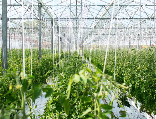 Rows of plants growing in greenhouse