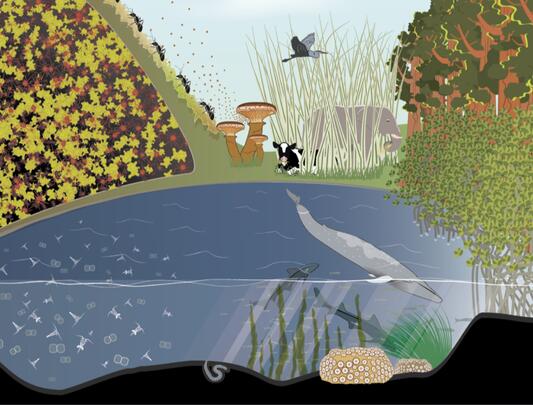 Illustration of plants and animals on land and underwater