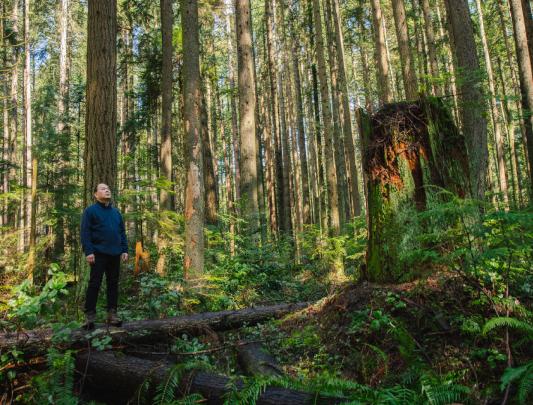 Professor Guangyu Wang standing in a forest, looking up at the trees