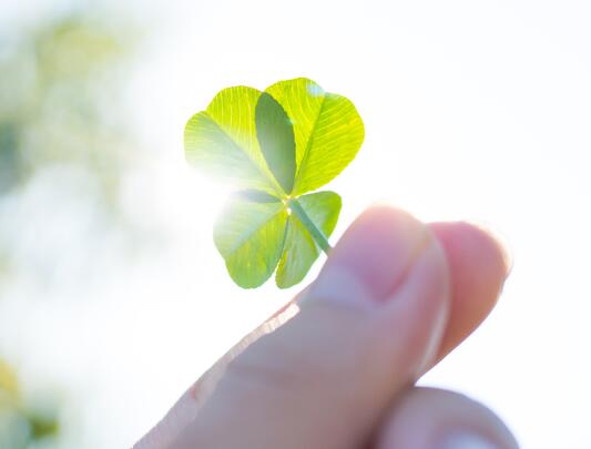 Close-up shot of four-leaf clover, held in sunlight