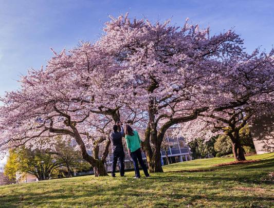 Cherry blossom trees in full bloom on UBC's Vancouver campus