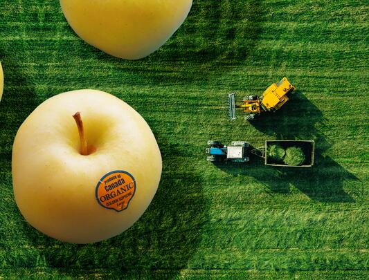 Overhead shot of a field with tractors, with oversized (not-to-scale) apples on the left