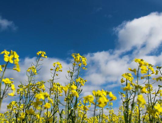 Yellow flowers against a blue sky with clouds