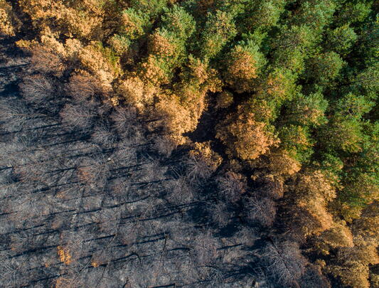 Aerial shot of forest showing a gradient from scorched earth to dry brown trees to healthy green trees