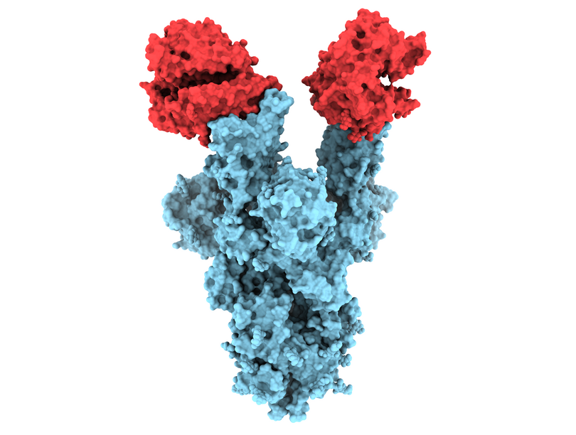 Using cryo-electron microscopy, UBC researchers have revealed the structure of the N501Y spike protein mutant, shown above (in blue) bound to two copies of the ACE2 receptor (in red).