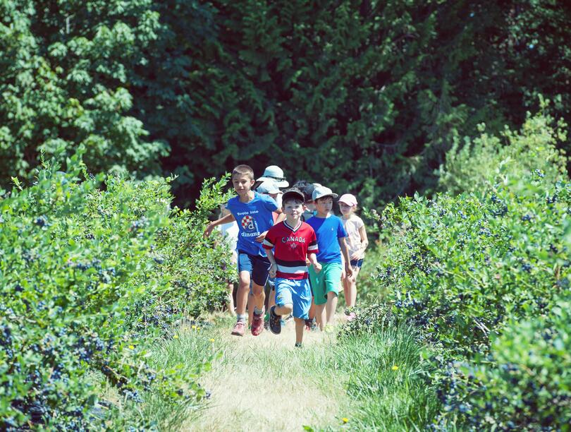 A small group of kids walking on a path outdoors, with blueberry bushes on either side