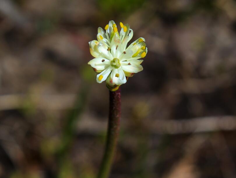 Flower of Triantha occidentalis