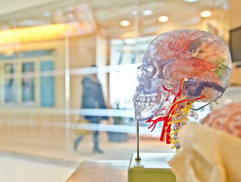 Side profile of a model of a skull, showing blood vessels