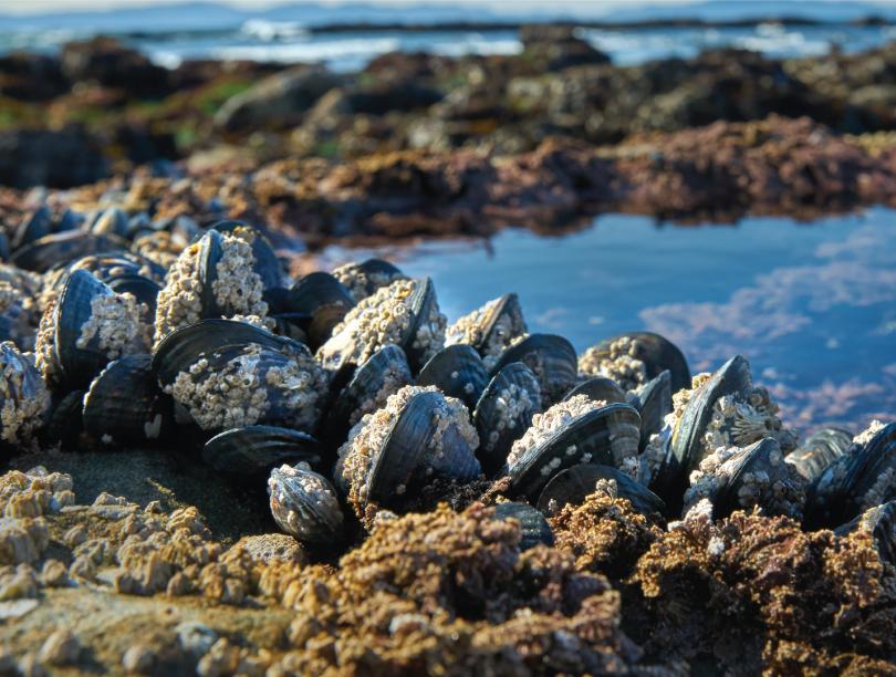 Photo of the Salish sea and rocks.