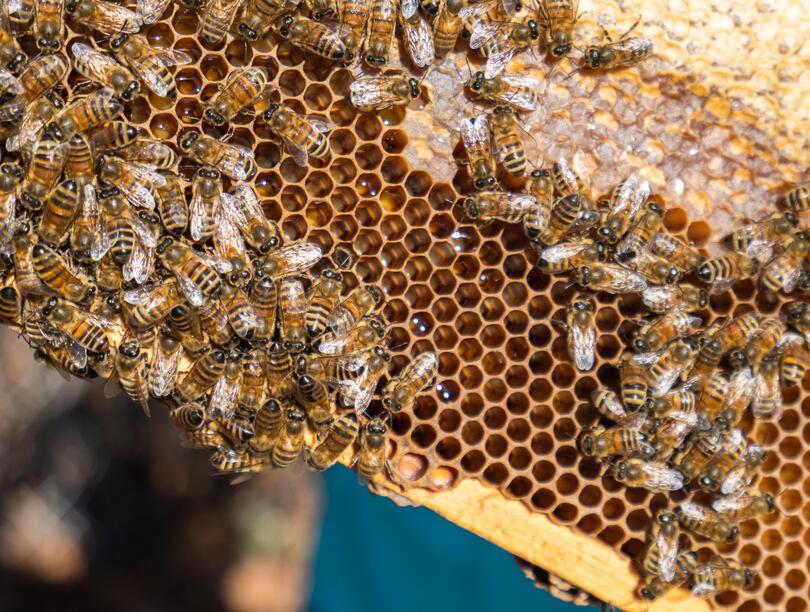 Honeybees on a honeycomb