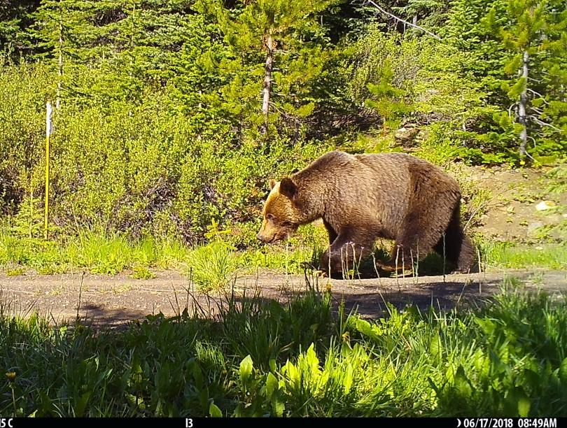 Grizzly bear walks on a logging road in B.C. forest