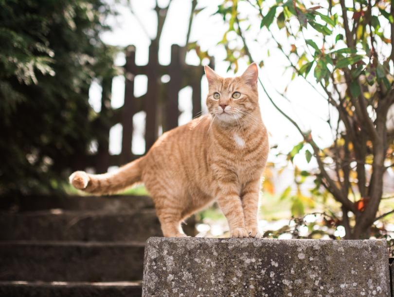 Cat stands alert on concrete wall in yard