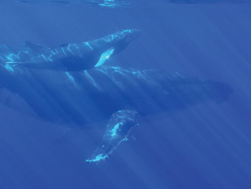 One large whale, with one small whale, swimming in ocean