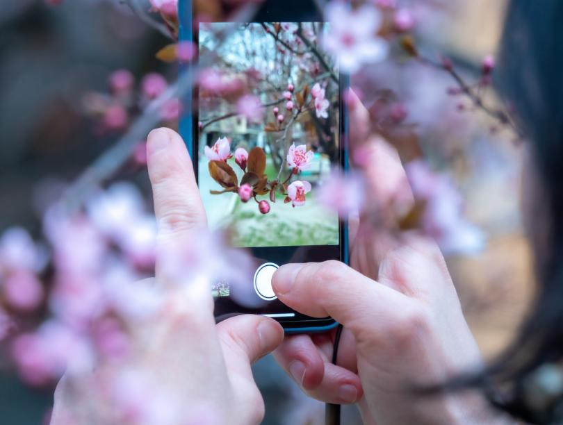 Person taking a photo of cherry blossoms on their phone, with a close-up on phone screen