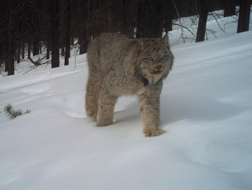 Lynx walking through snowy forest