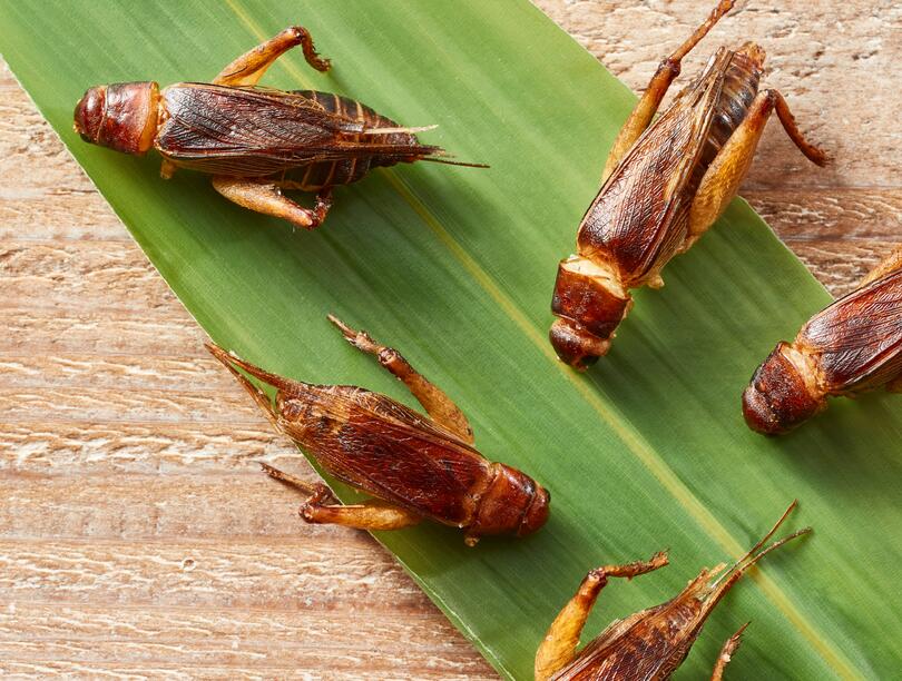 Cooked crickets laid out on a green leaf on a light brown wooden surface.