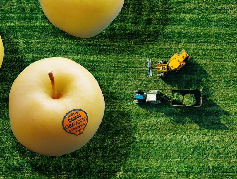 Overhead shot of a field with tractors, with oversized (not-to-scale) apples on the left