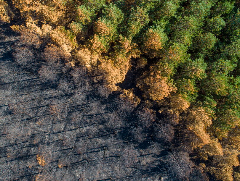Aerial shot of forest showing a gradient from scorched earth to dry brown trees to healthy green trees