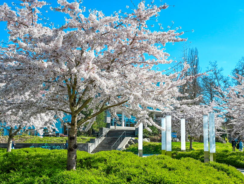 Cherry trees in bloom on UBC campus