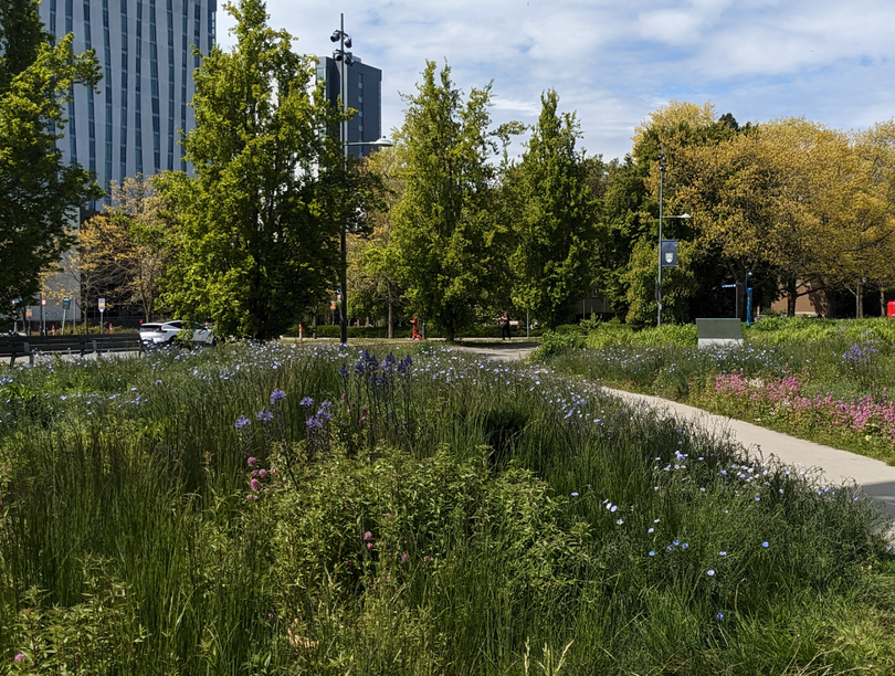 Boulevard with plants and tall grasses